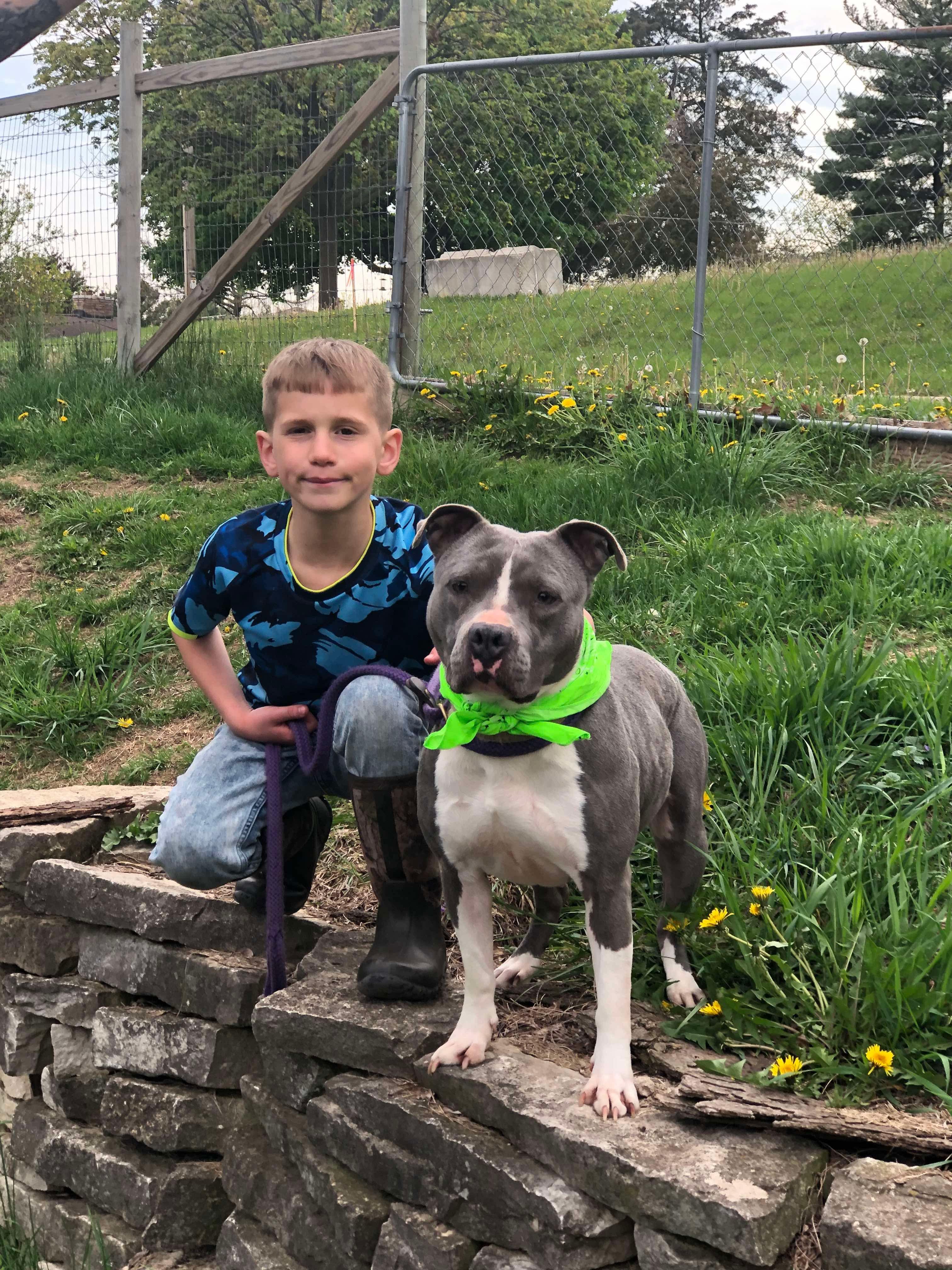 Princess, a Adoptable American Staffordshire Terrier in Fort atkinson, WI image 2/4