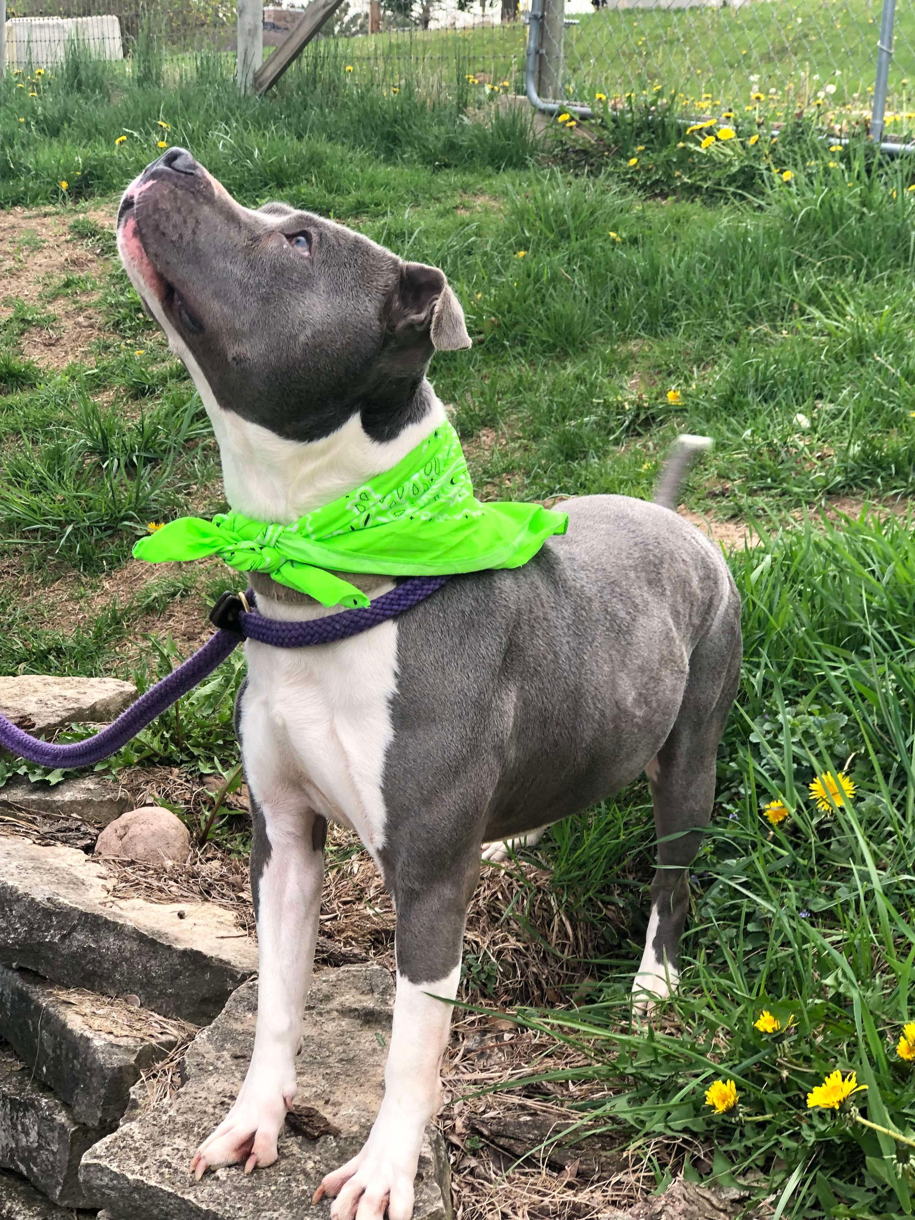 Princess, a Adoptable American Staffordshire Terrier in Fort atkinson, WI image 3/4
