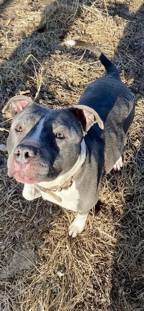 Princess, Adoptable, Adult Female American Staffordshire Terrier.