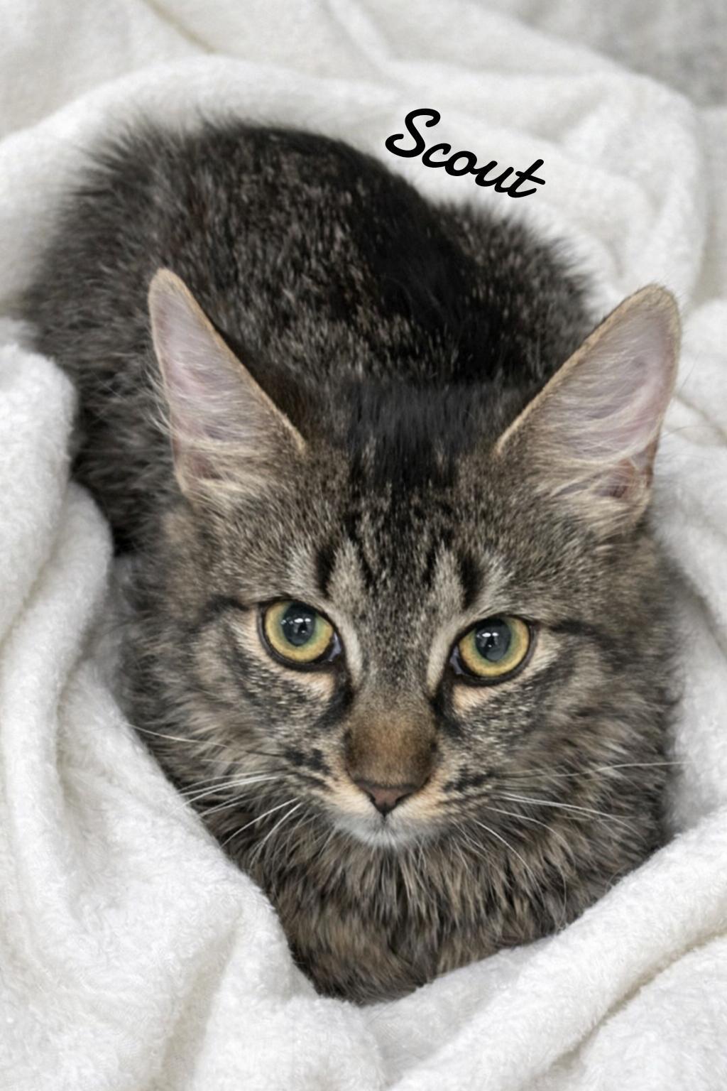 Scout, Adoptable, Young Female Domestic Medium Hair.