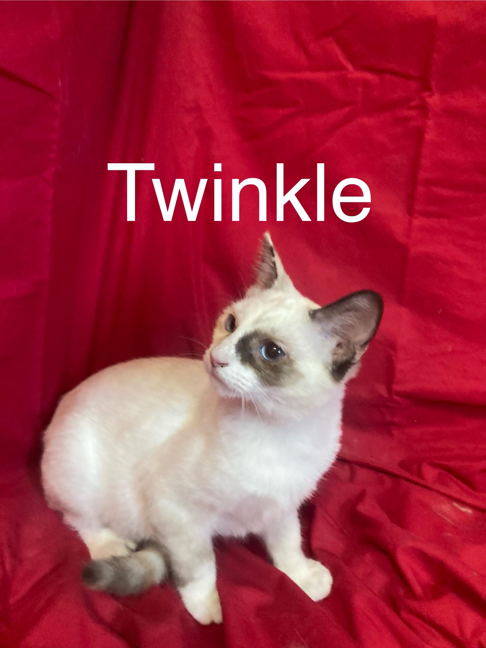 Twinkle, Adopted, Young Female Domestic Short Hair.