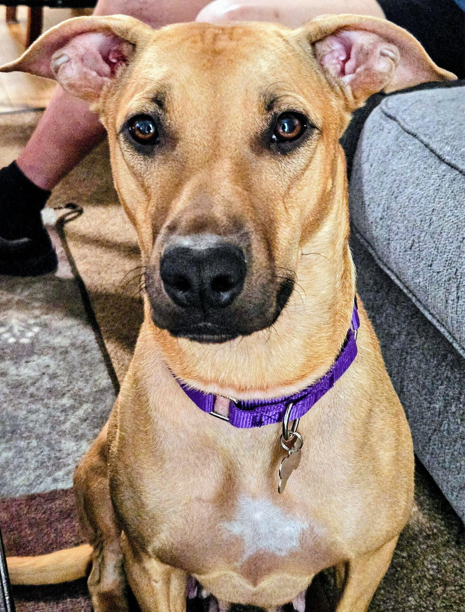 Honey, Adoptable, Adult Female Pit Bull Terrier & Shepherd.