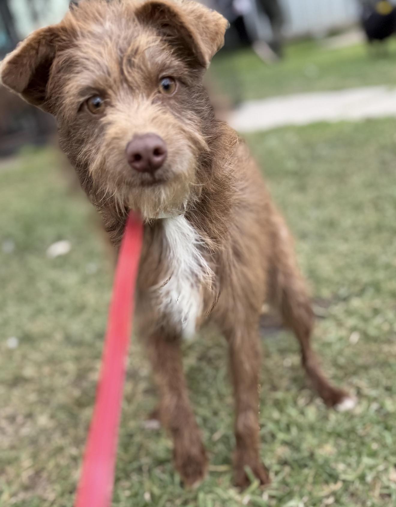 Sid, a ADOPTABLE mixed breed in Warwick, RI image 2/2