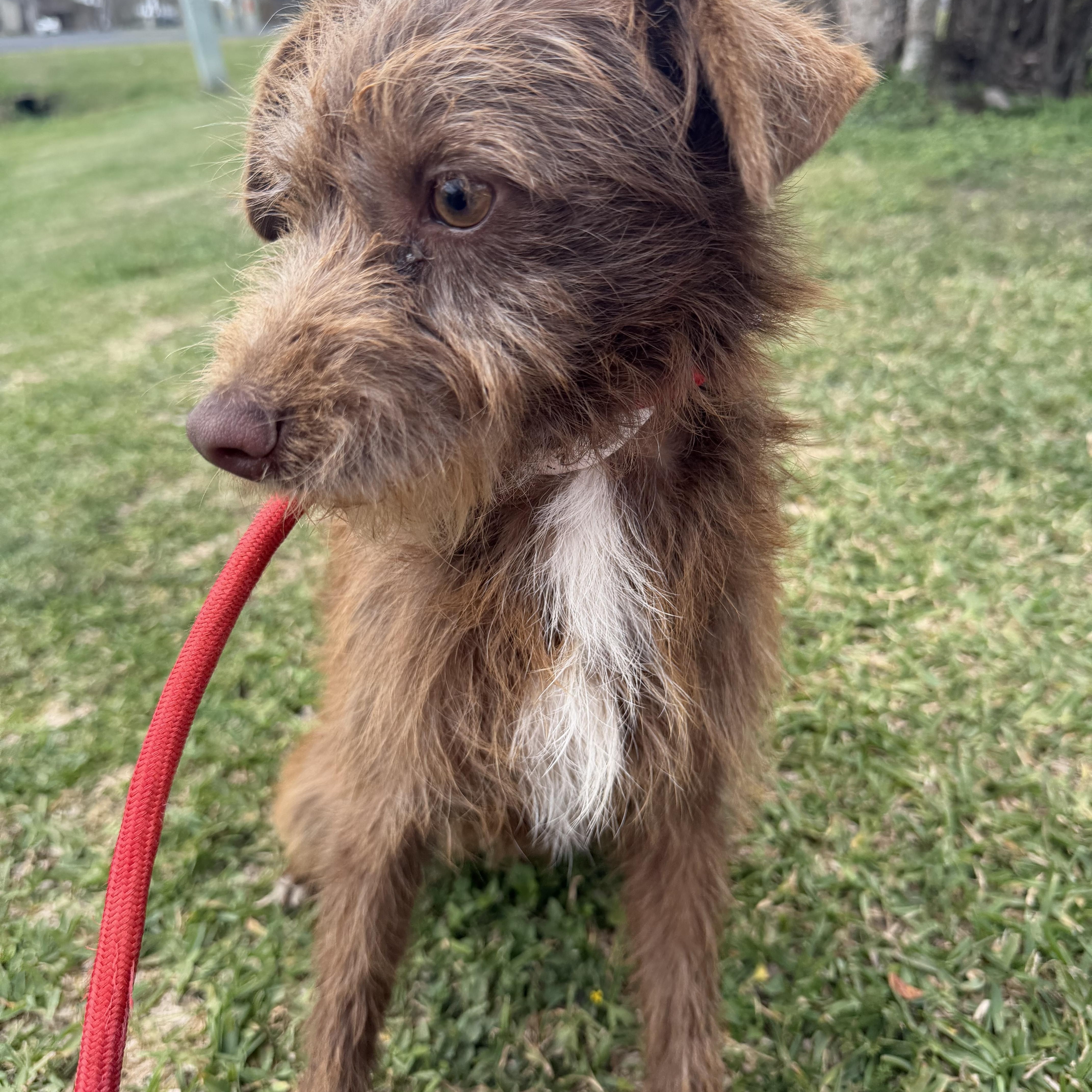 Sid, ADOPTABLE, Young Male Border Terrier.