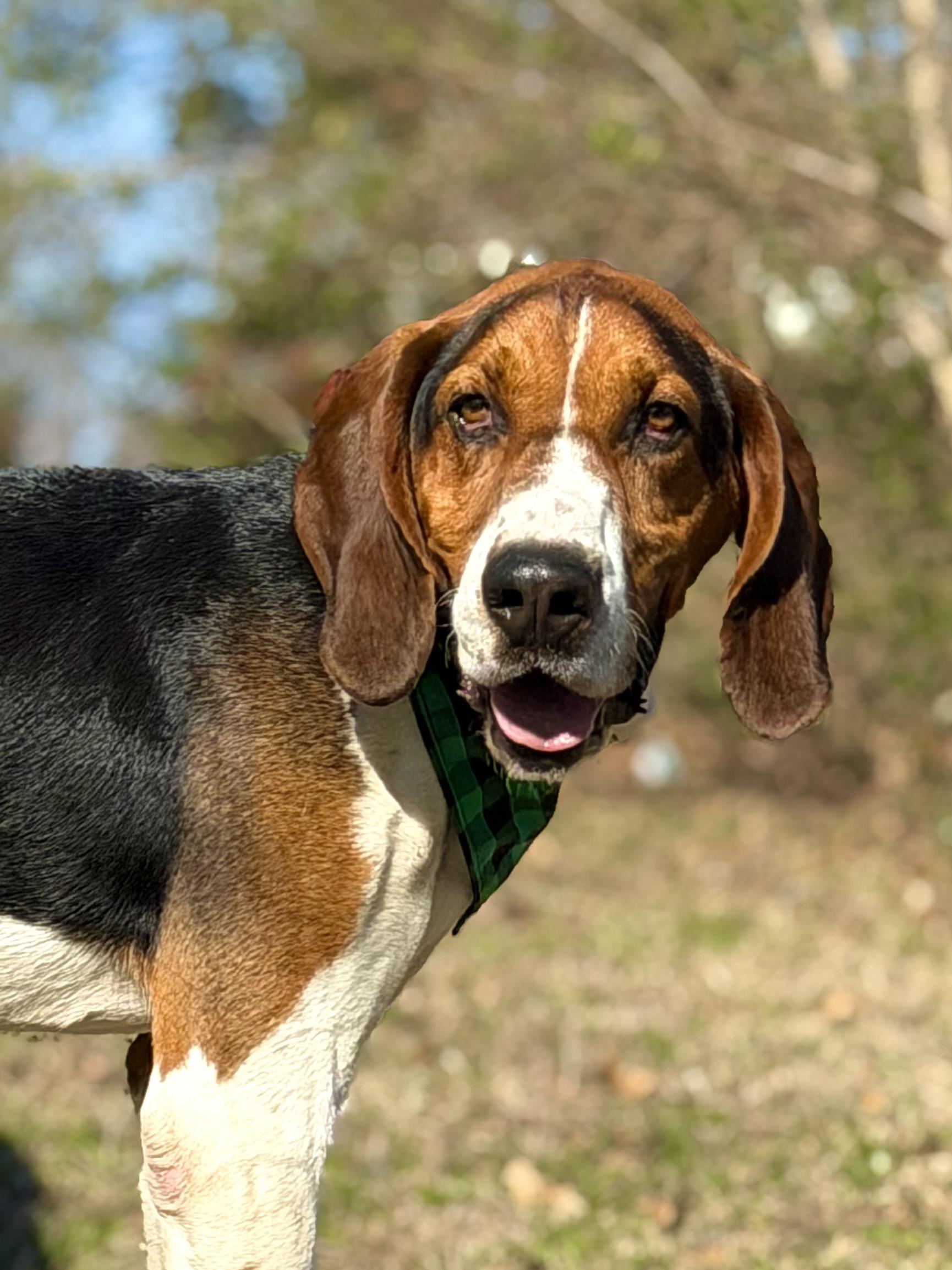 Enlarge Elliot, a ADOPTABLE Treeing Walker Coonhound in Maryville, TN image 6/6