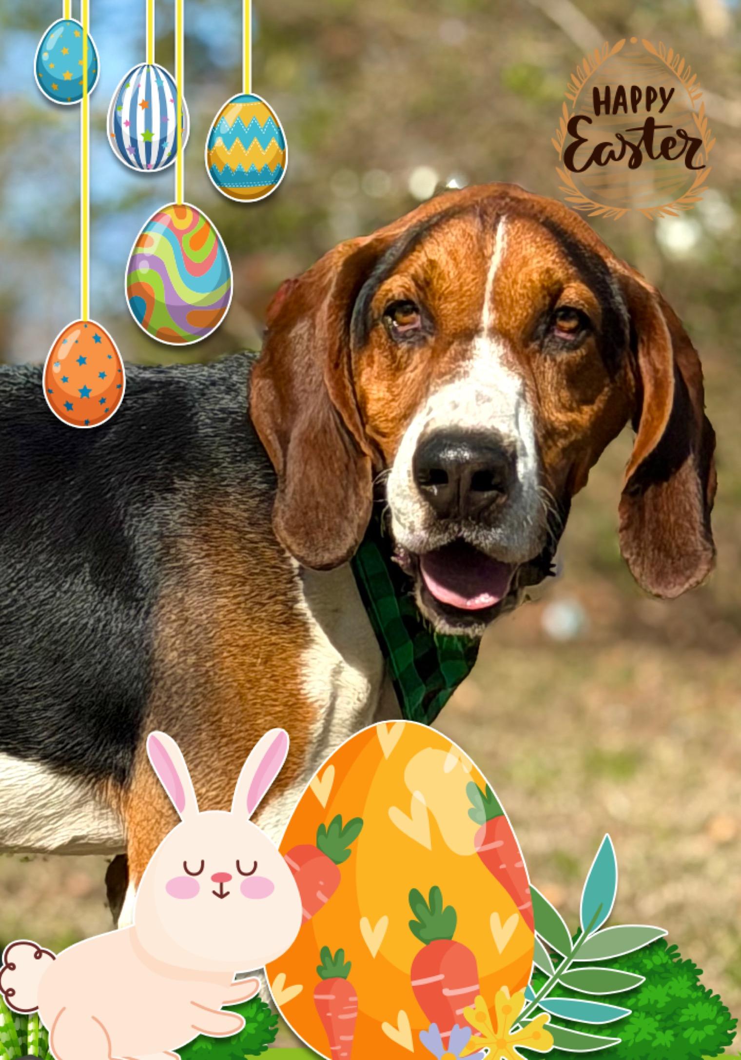 Enlarge Elliot, a ADOPTABLE Treeing Walker Coonhound in Maryville, TN image 3/6