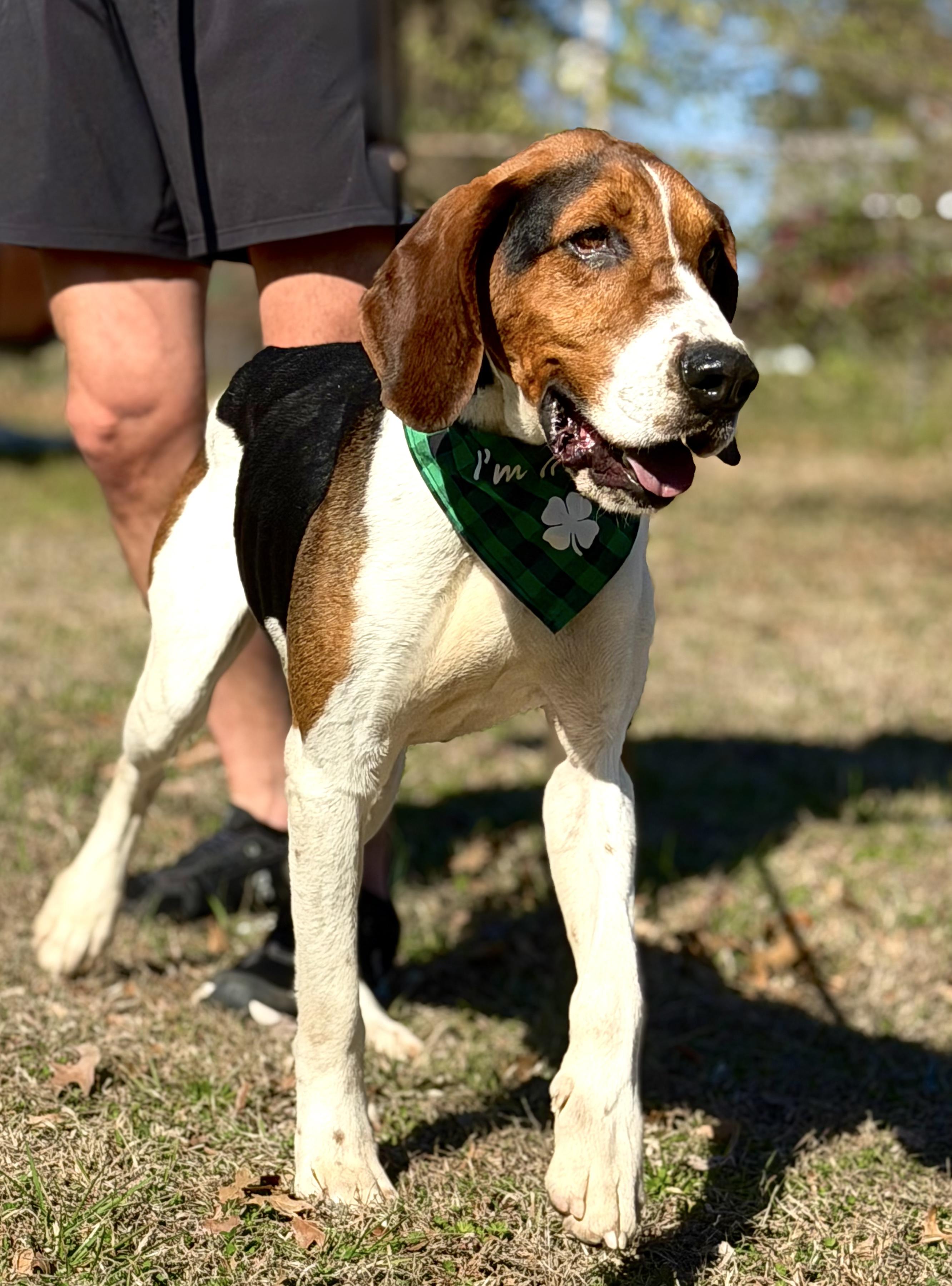 Enlarge Elliot, a ADOPTABLE Treeing Walker Coonhound in Maryville, TN image 5/6