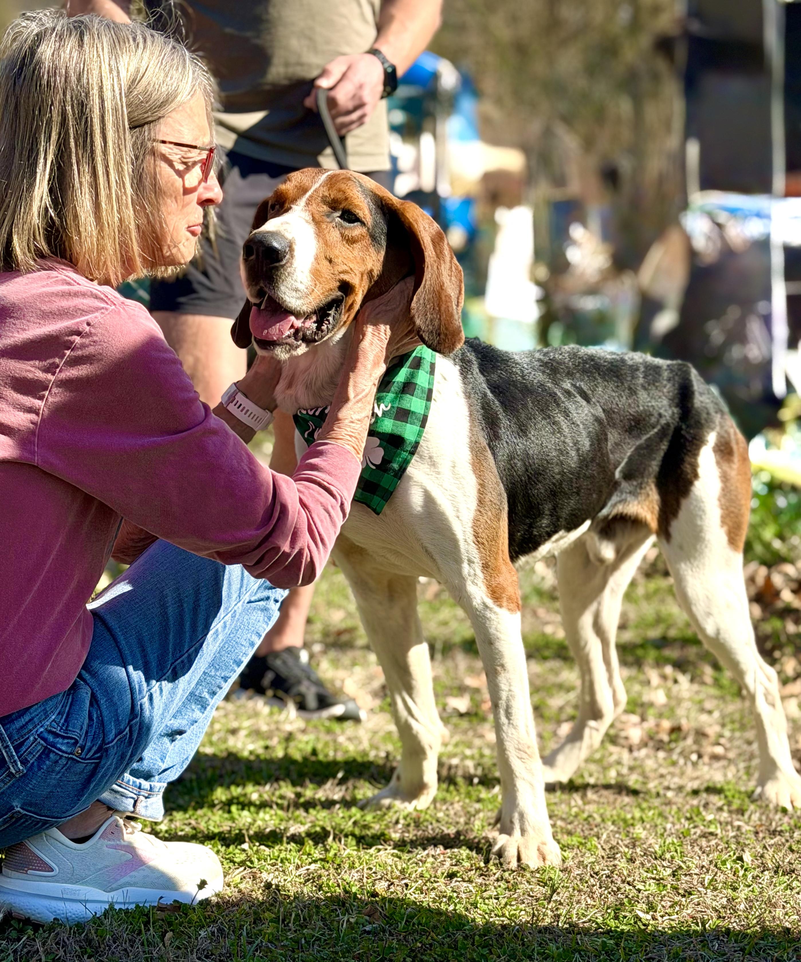 Elliot, ADOPTABLE, Adult Male Treeing Walker Coonhound.