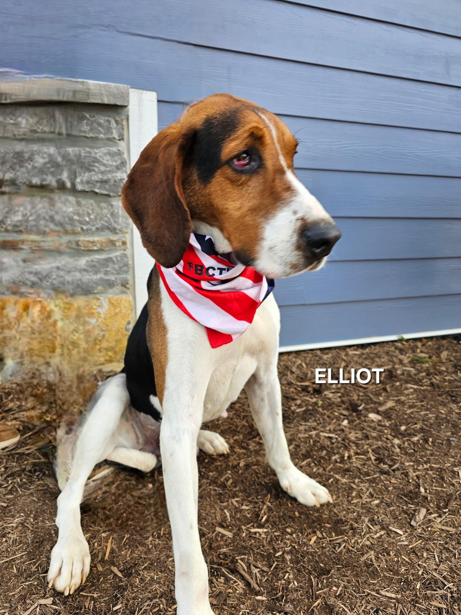 Elliot, ADOPTABLE, Adult Male Treeing Walker Coonhound.