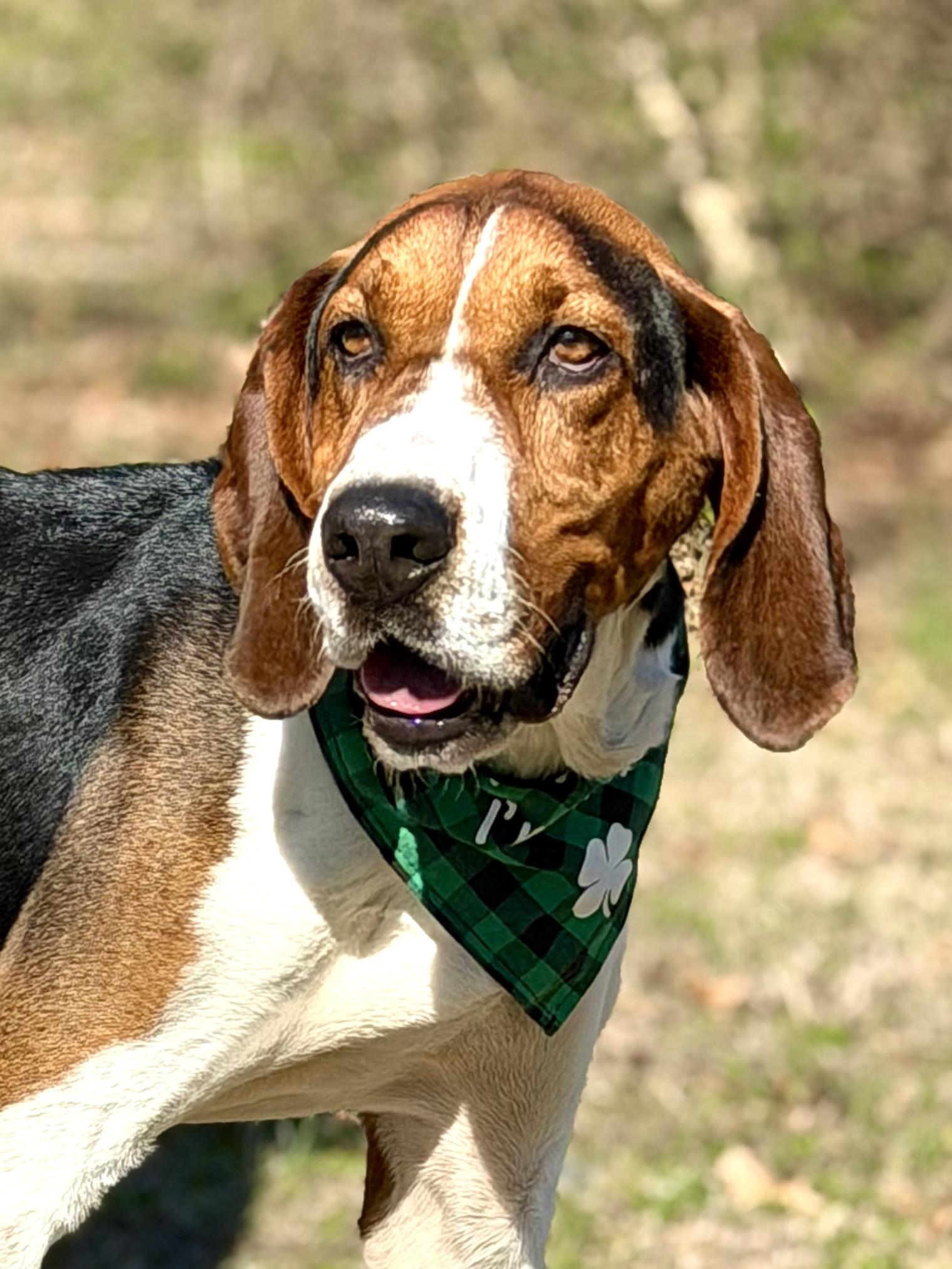 Elliot, ADOPTABLE, Adult Male Treeing Walker Coonhound.