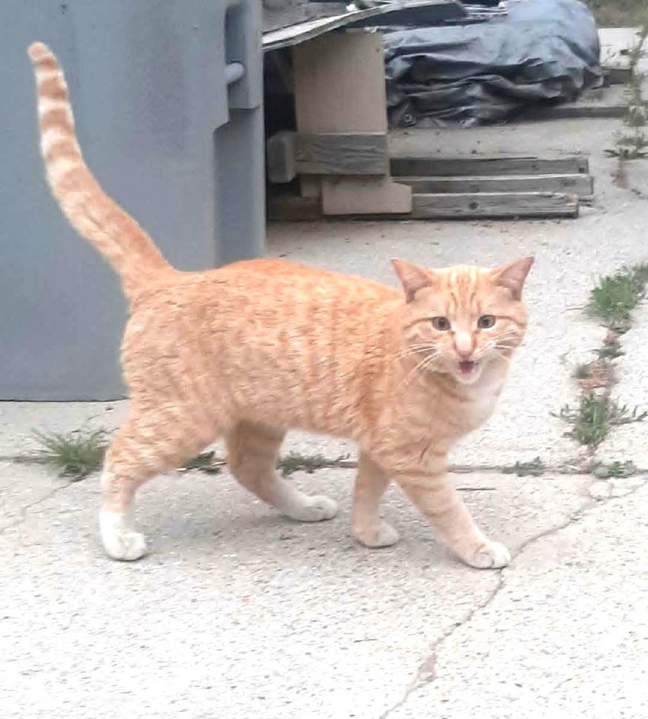 Enlarge Chester, a Adoptable mixed breed in Ogden, UT image 2/2