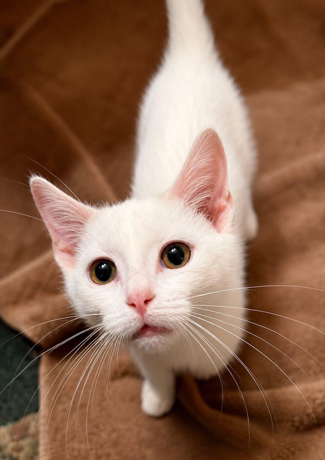 Whit, a ADOPTABLE Domestic Short Hair in Saginaw, MI image 1/2