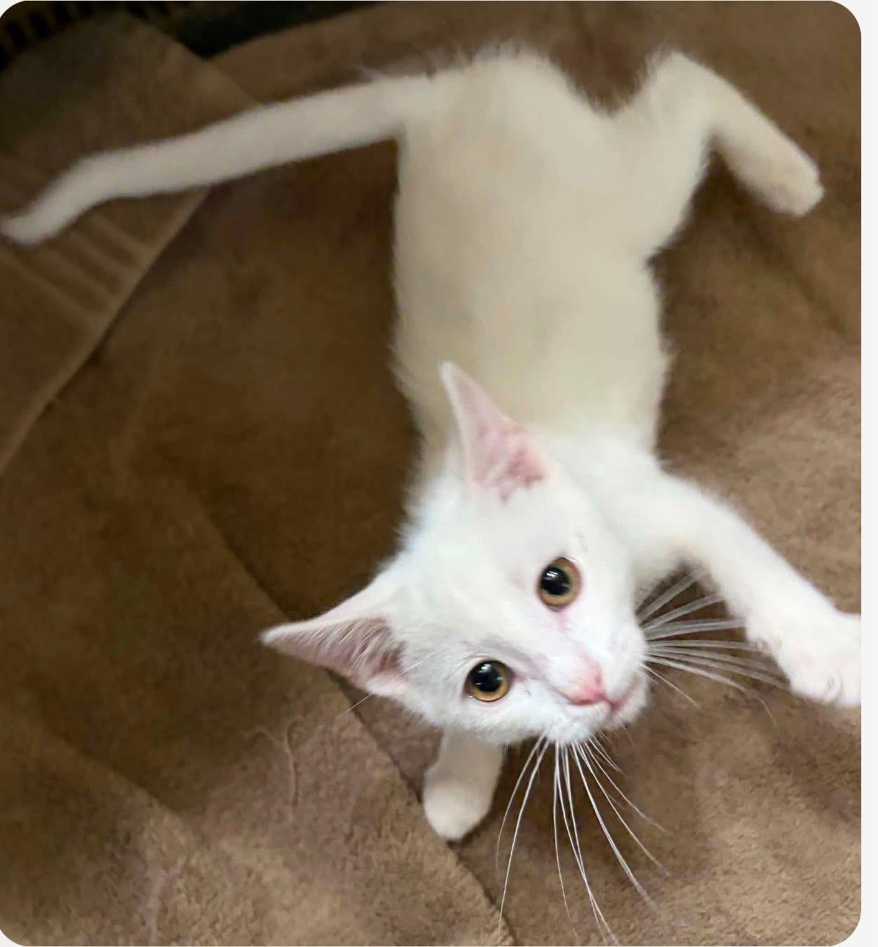 Whit, a ADOPTABLE Domestic Short Hair in Saginaw, MI image 2/2