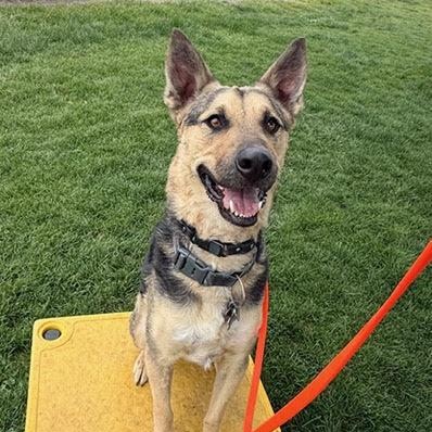 Referral - Scooby, ADOPTABLE, Young Male German Shepherd Dog & Hound.