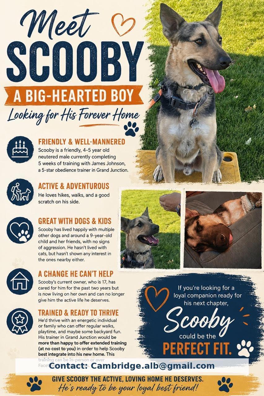 Referral - Scooby, a ADOPTABLE mixed breed in Broomfield, CO image 4/4