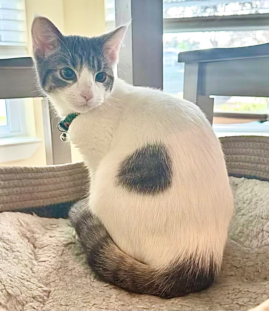 Mia - Kuykendahl Petsmart