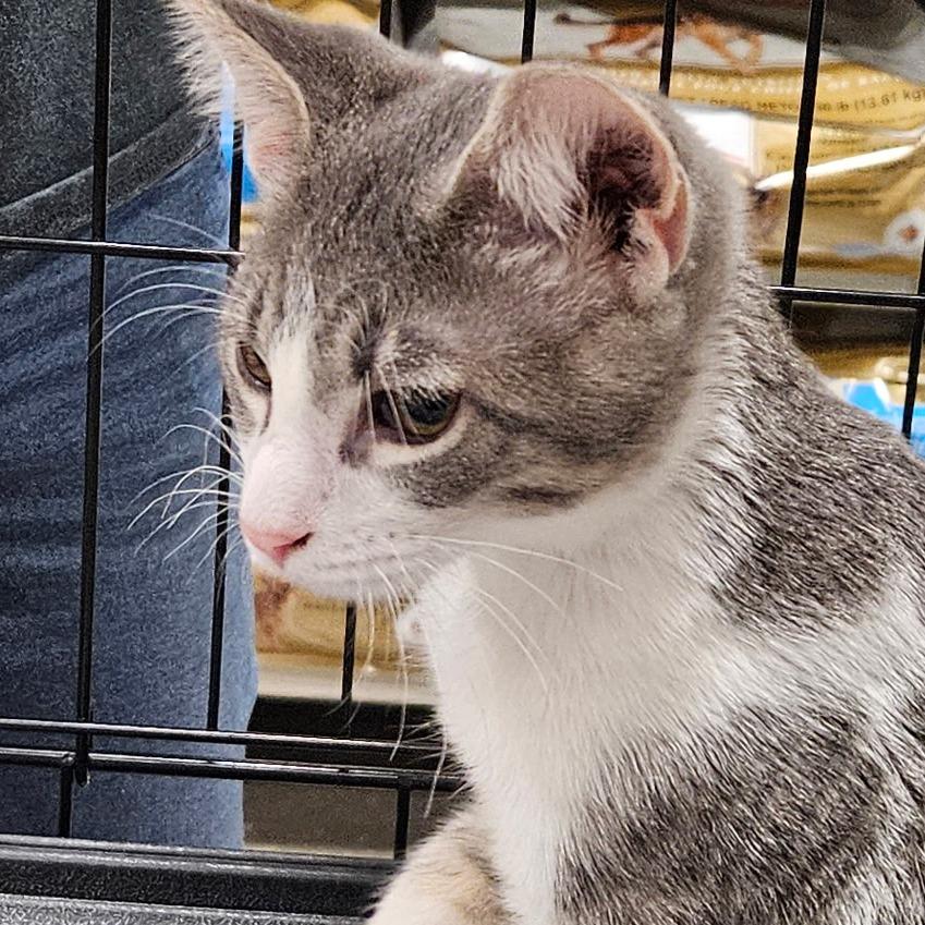 Charlie, a Adoptable Domestic Short Hair in Springfield, IL image 1/4