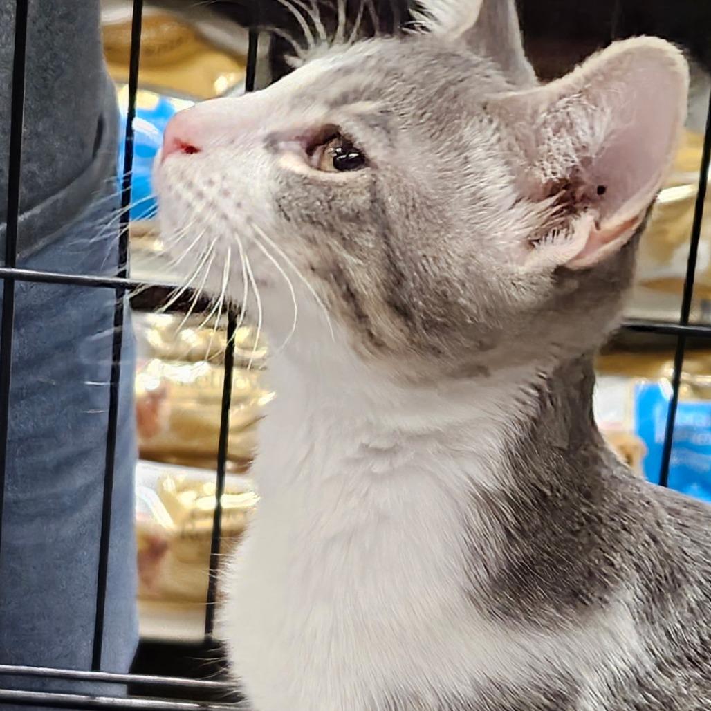 Charlie, a Adoptable Domestic Short Hair in Springfield, IL image 3/4