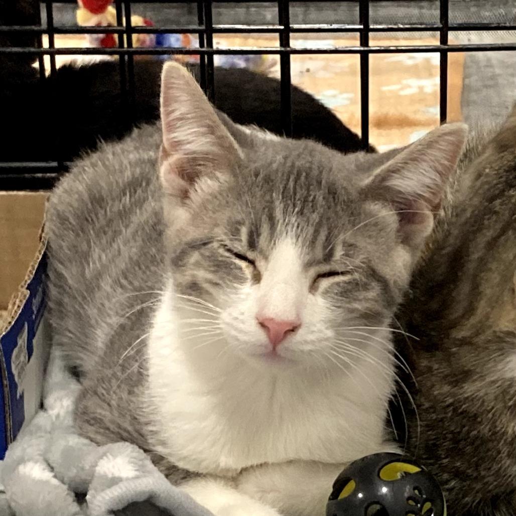 Charlie, a Adoptable Domestic Short Hair in Springfield, IL image 2/2