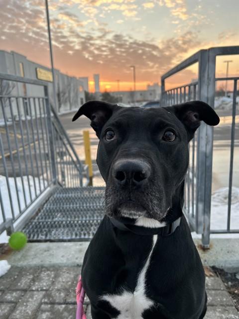 Enlarge CLYDE, a Adoptable mixed breed in Vaughan, ON image 1/2