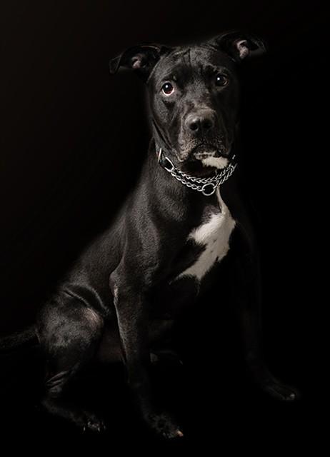 CLYDE, Adoptable, Adult Male Labrador Retriever & Mixed Breed.