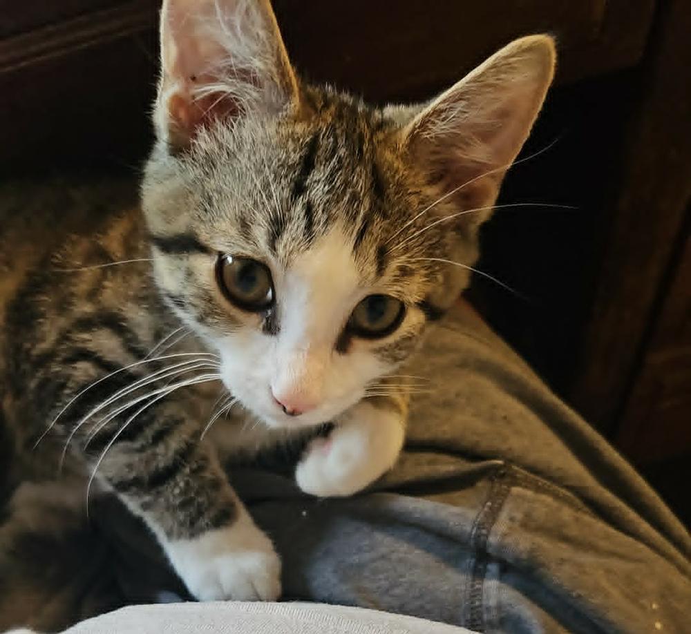 Biscuit, Adoptable, Kitten Male Domestic Short Hair.
