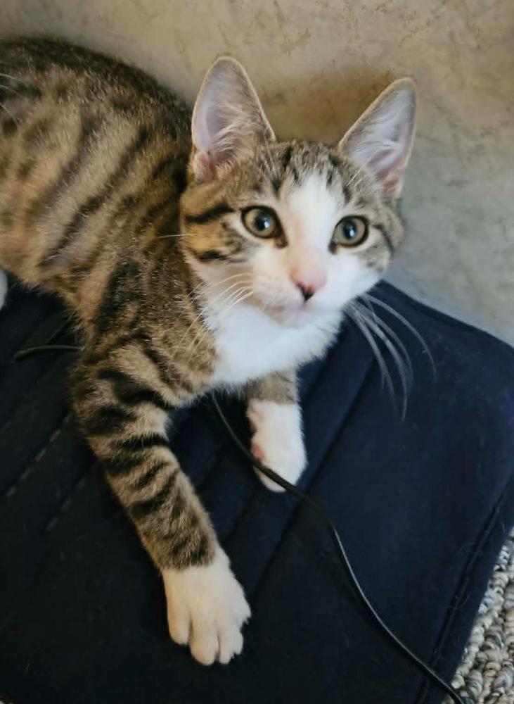 Enlarge Biscuit, a Adoptable mixed breed in South Bend, IN image 2/4