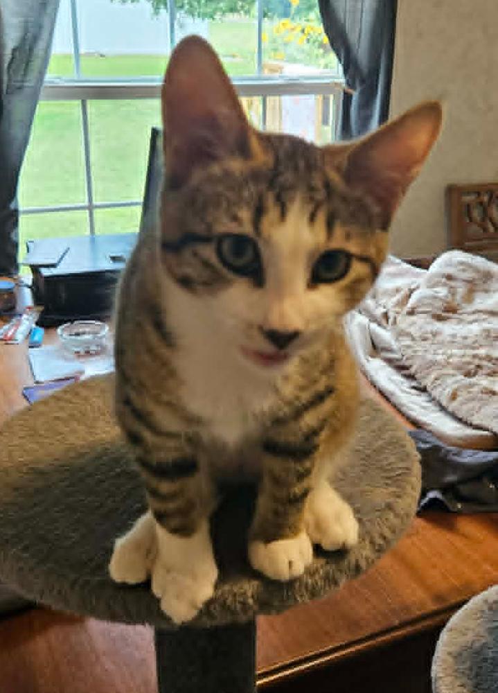 Enlarge Biscuit, a Adoptable mixed breed in South Bend, IN image 4/4