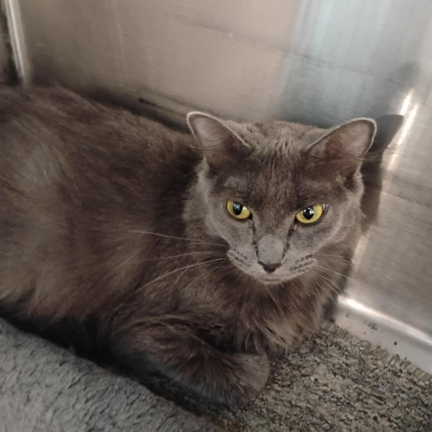 Princess, an adopted Domestic Long Hair in Clawson, MI image 1/2