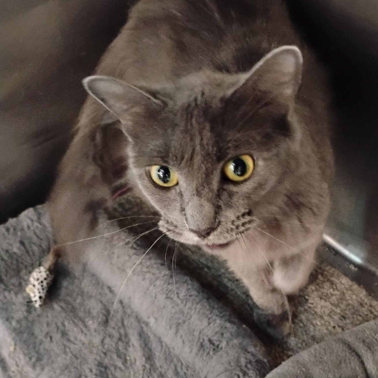 Princess, an adopted Domestic Long Hair in Clawson, MI image 2/2