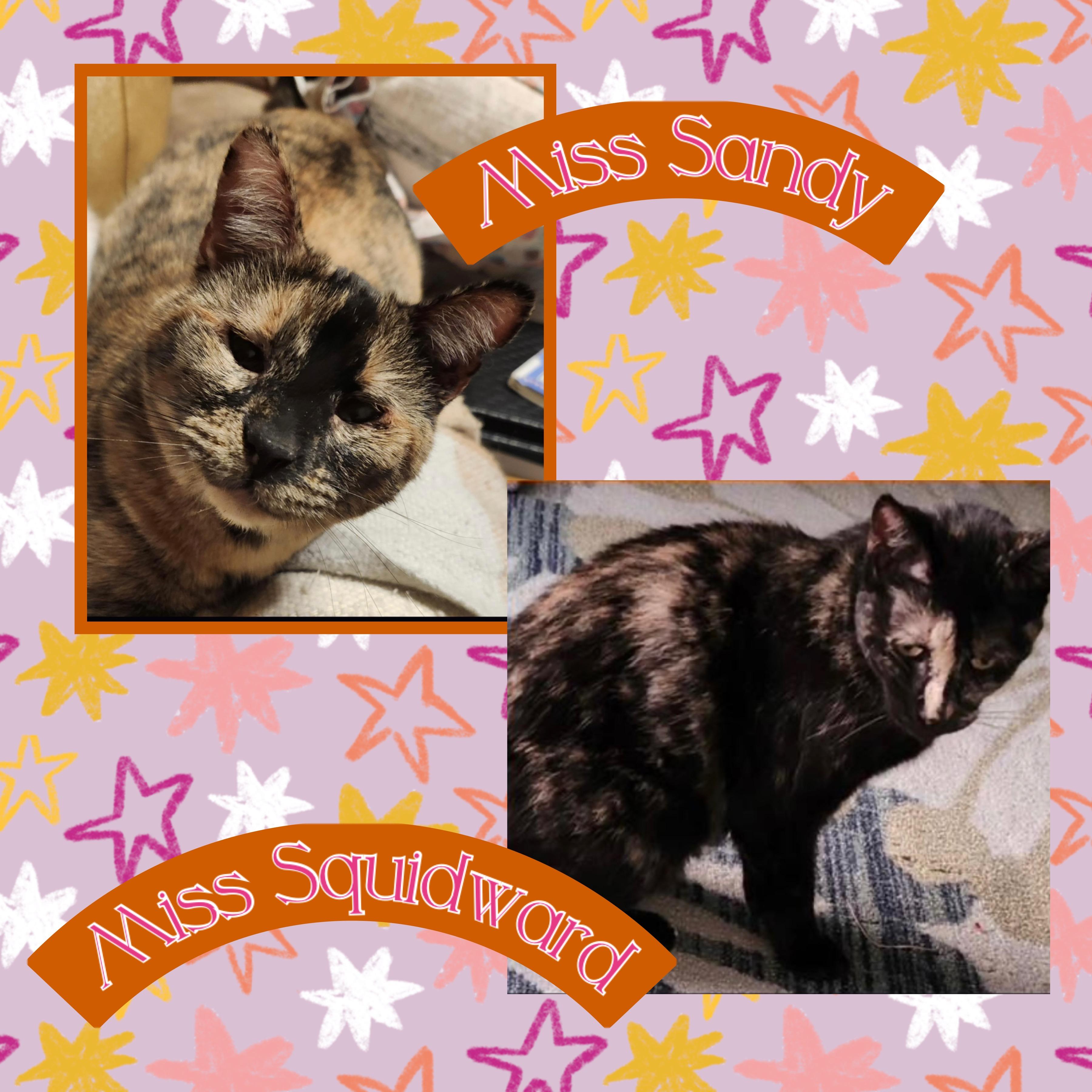 Sandy & Squidward, Adult Female Domestic Short Hair
