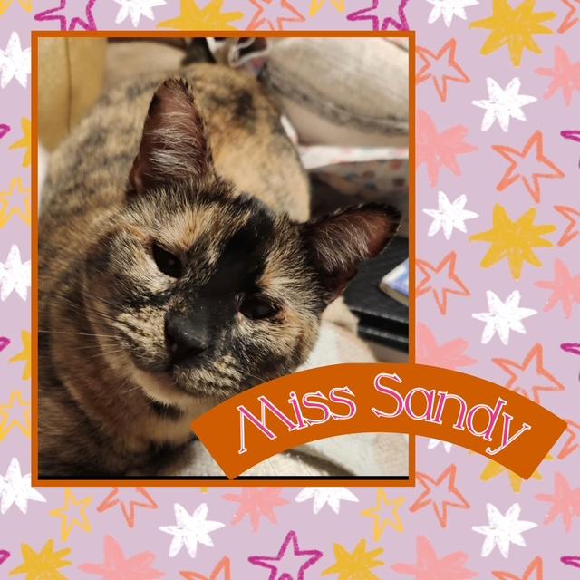 Enlarge Sandy & Squidward, a Adoptable Domestic Short Hair in Kearney, NE image 2/2