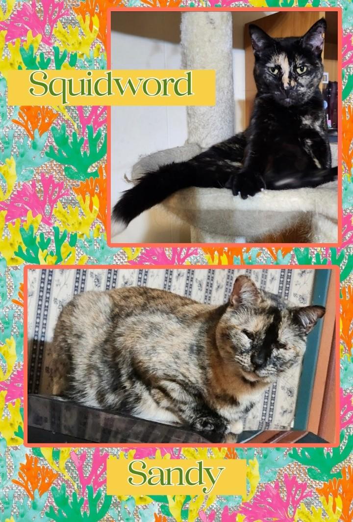 Sandy & Squidward, Adoptable, Adult Female Domestic Short Hair.