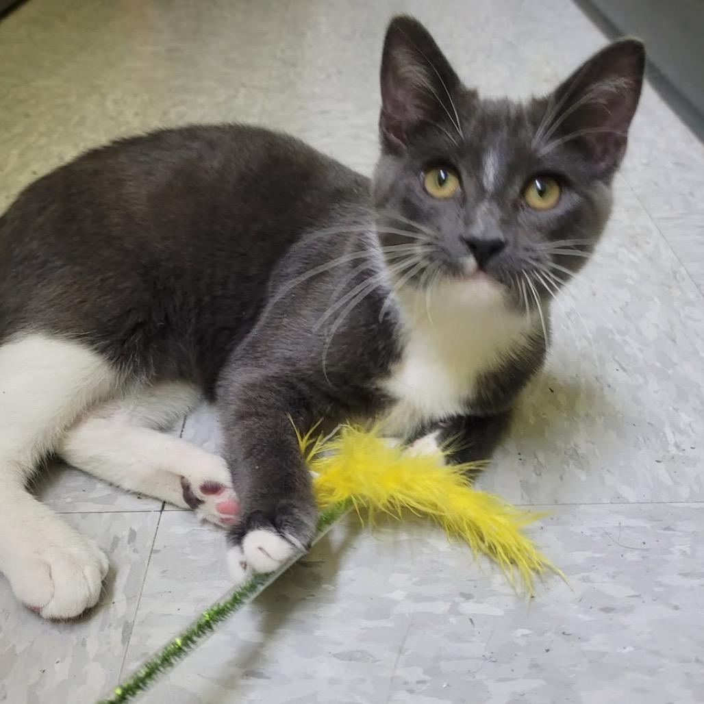 Enlarge Stockings, a Adoptable Domestic Short Hair in League City, TX image 1/5