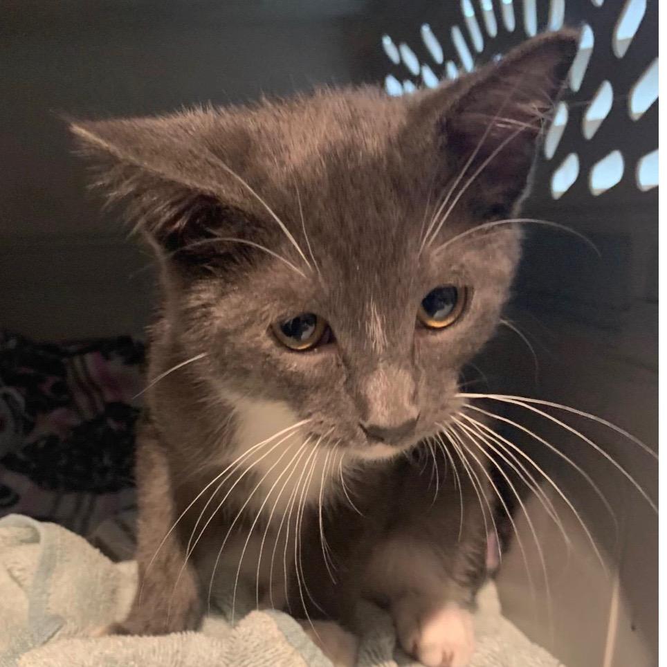 Stockings, Adoptable, Kitten Male Domestic Short Hair.
