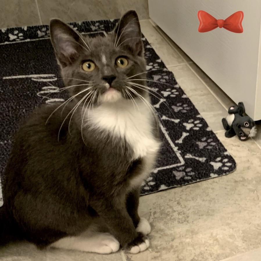 Stockings, a Adoptable Domestic Short Hair in League City, TX image 2/3