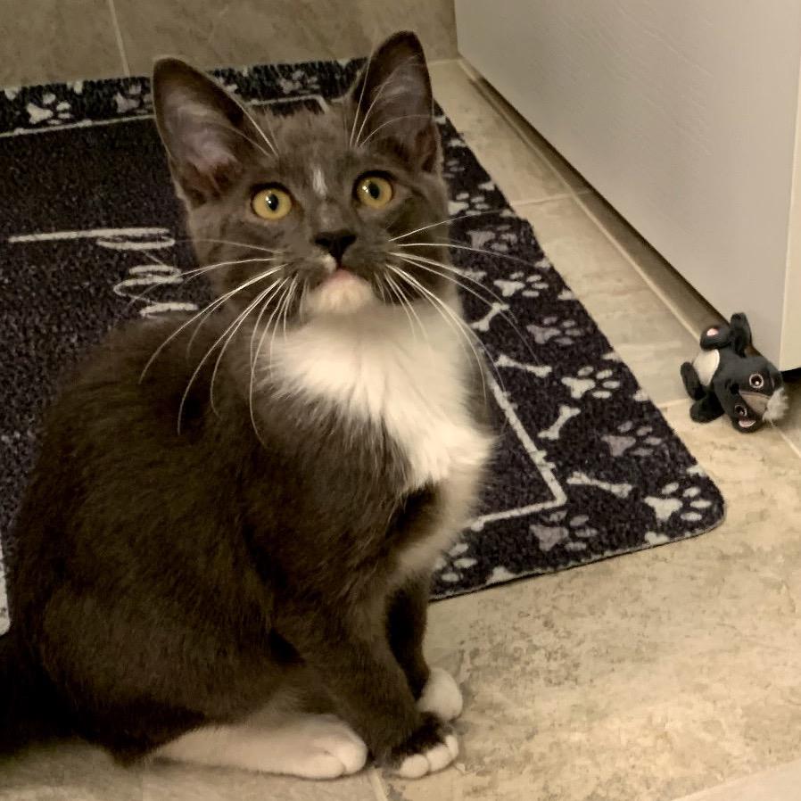 Stockings, a Adoptable Domestic Short Hair in League City, TX image 3/3