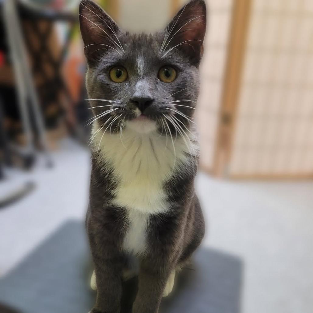 Enlarge Stockings, a Adoptable Domestic Short Hair in League City, TX image 4/5