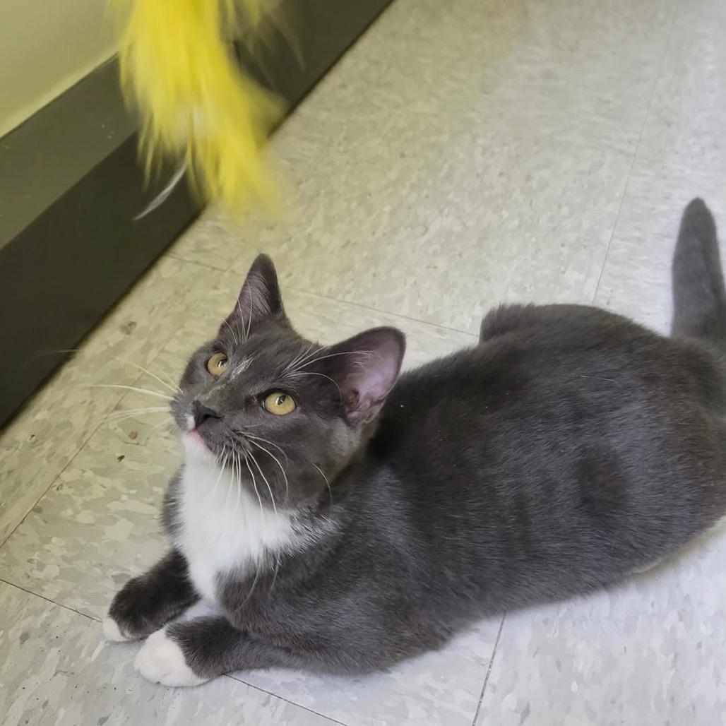 Enlarge Stockings, a Adoptable Domestic Short Hair in League City, TX image 5/5