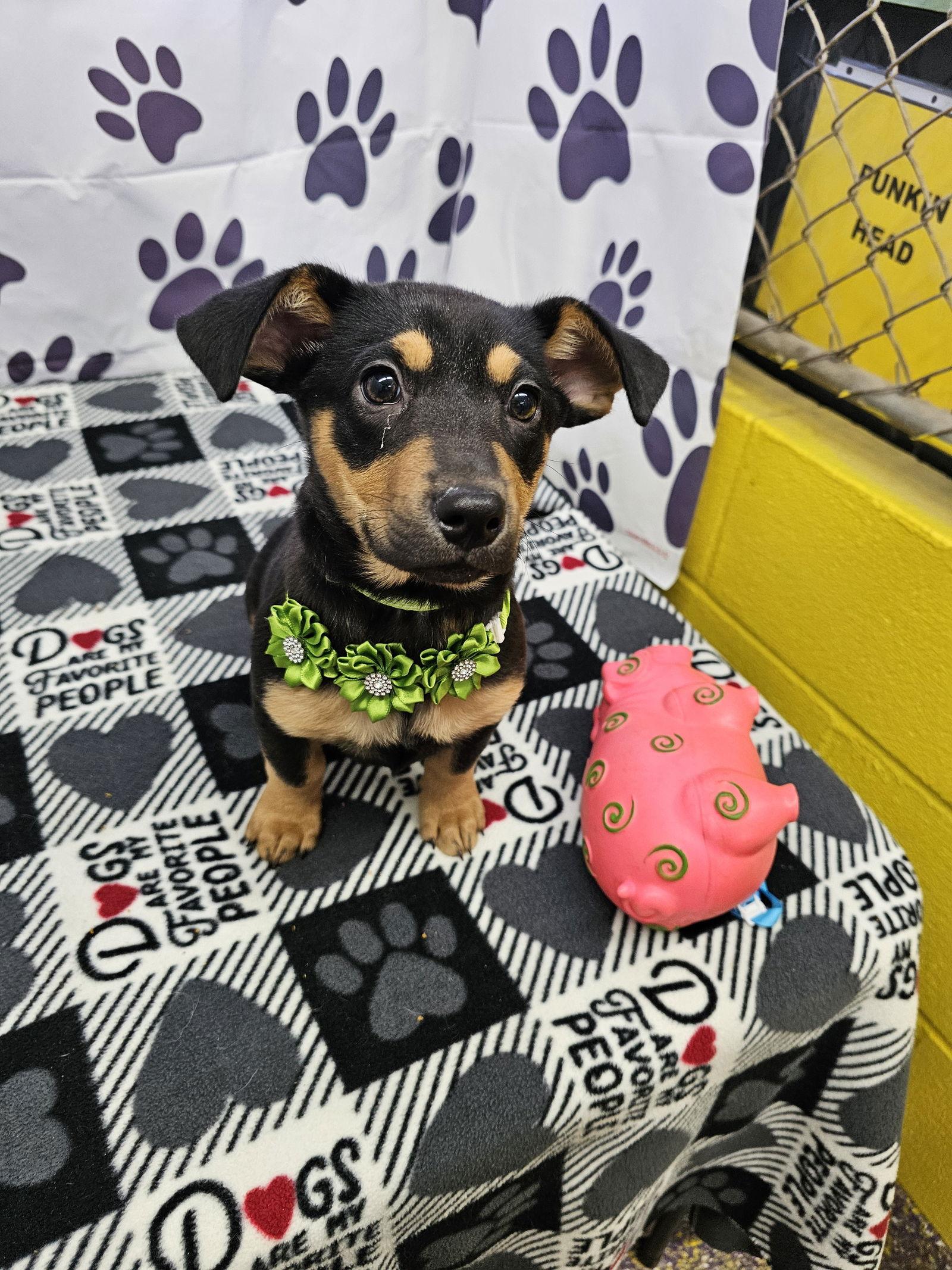 Treasure, Adopted, Young Female Miniature Pinscher & Chihuahua.