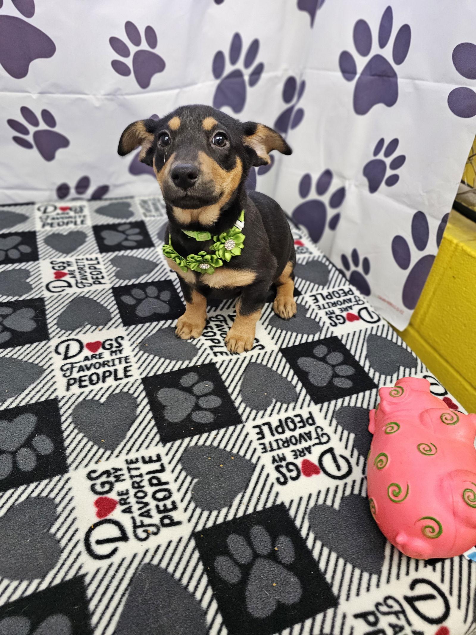 Enlarge Treasure, a Adopted mixed breed in Metairie, LA image 2/2