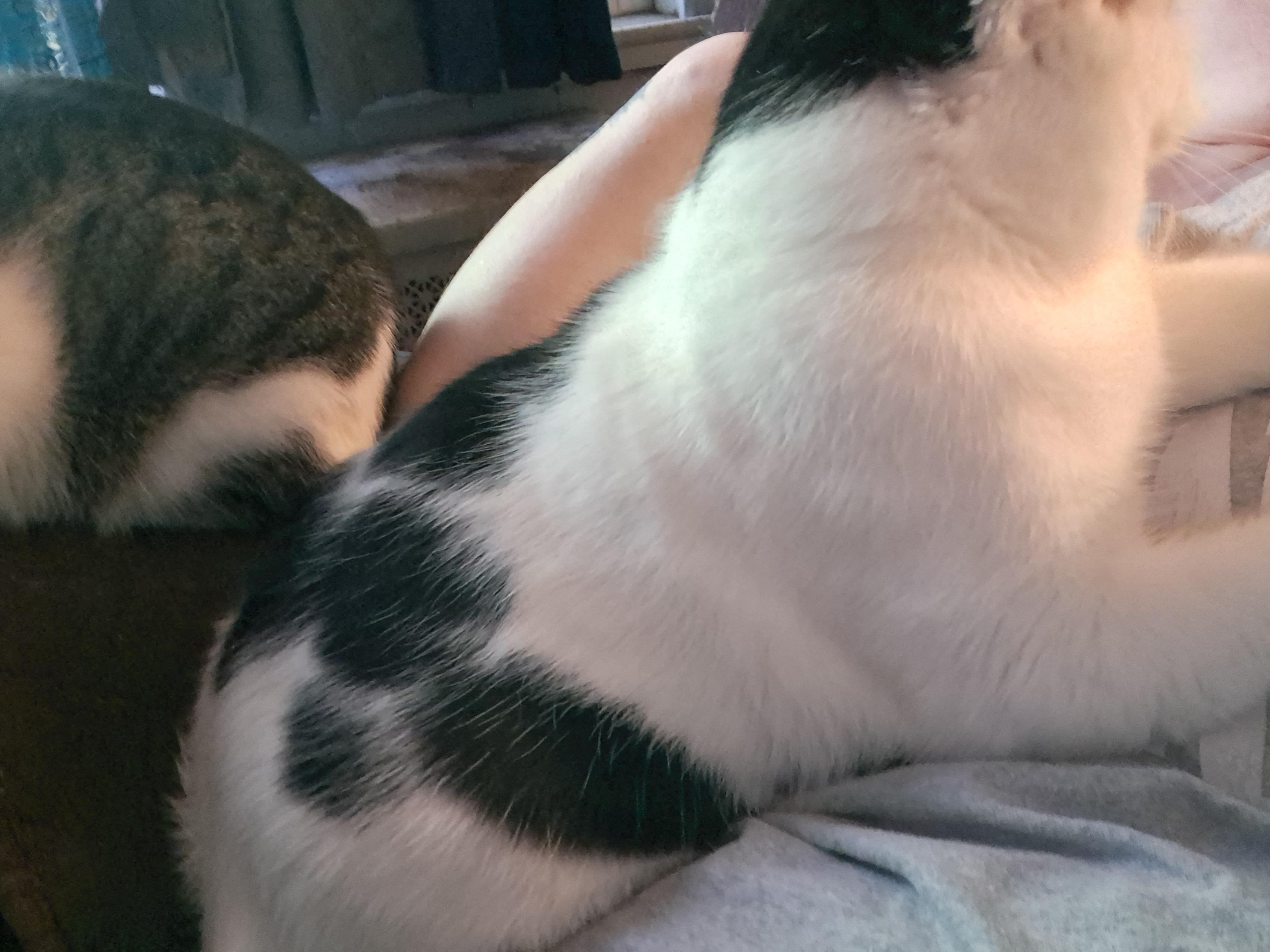 Heff, a Adoptable Domestic Short Hair in Nanticoke, PA image 2/5
