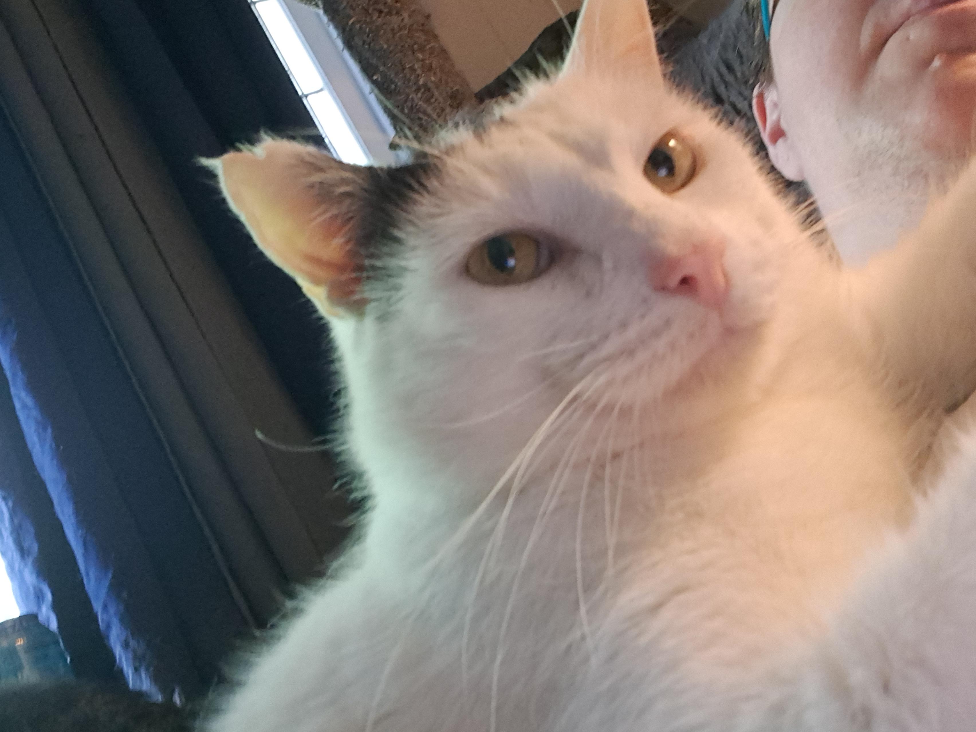 Heff, a Adoptable Domestic Short Hair in Nanticoke, PA image 3/5