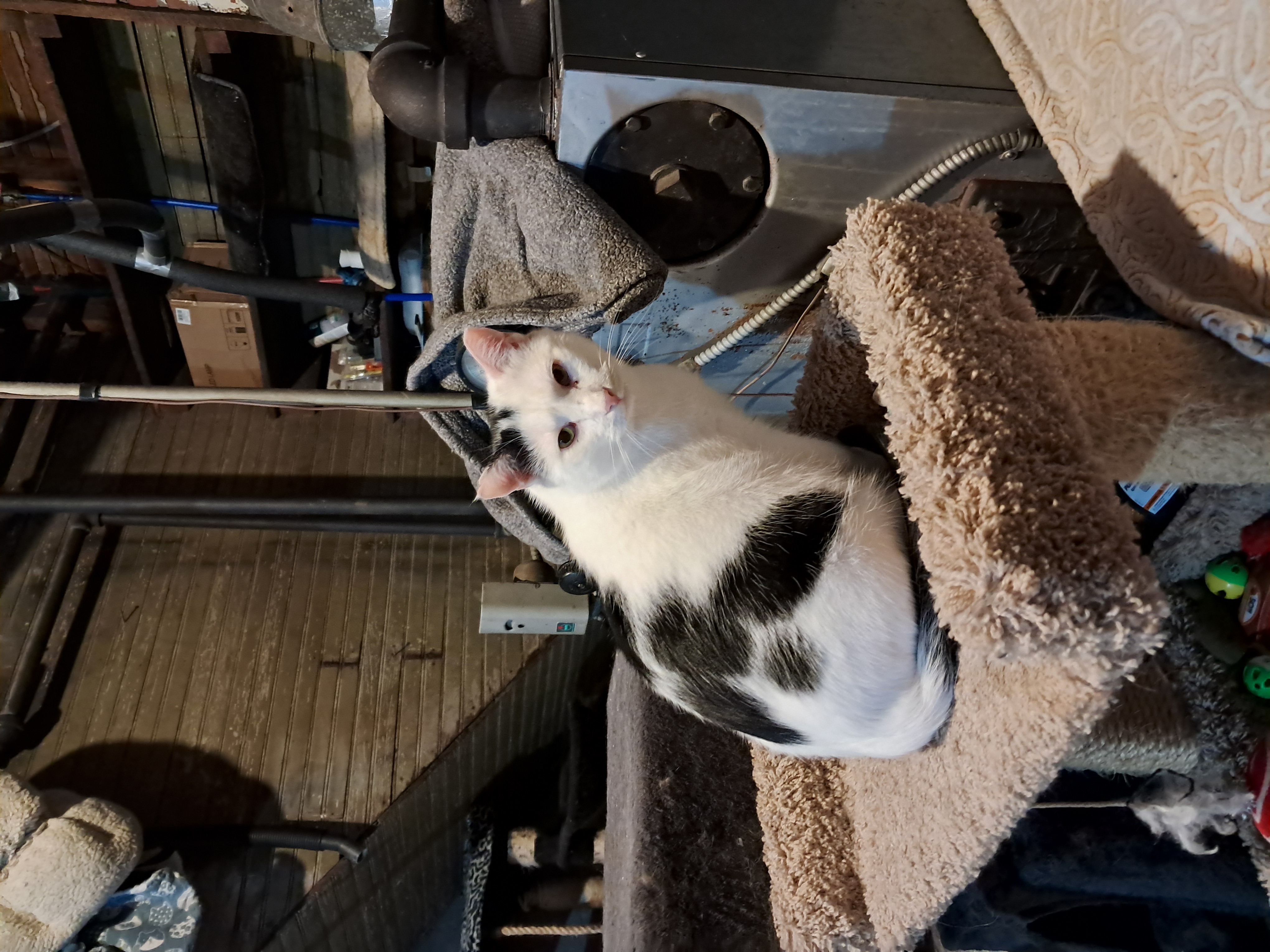 Heff, Adoptable, Adult Male Domestic Short Hair.