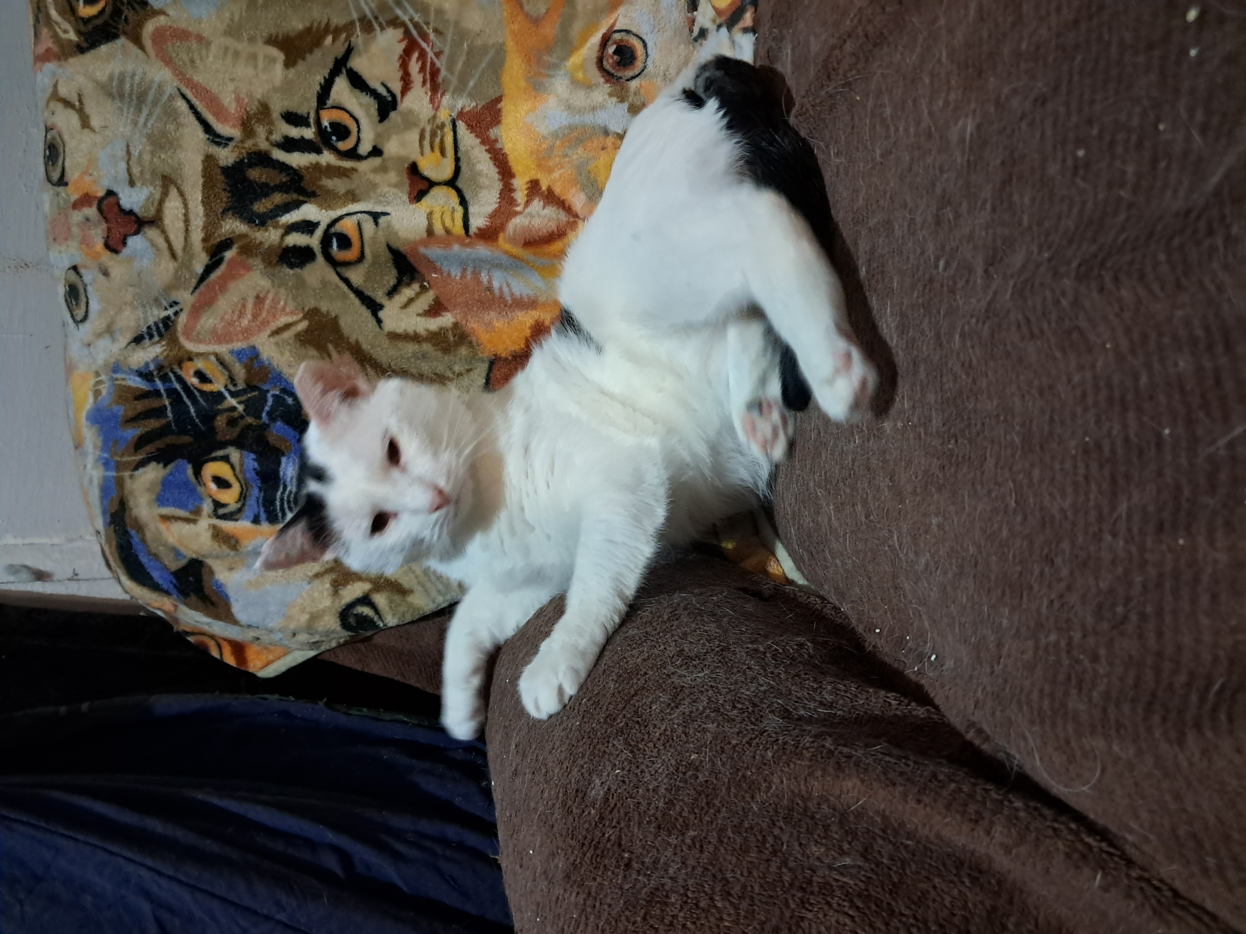 Heff, a Adoptable Domestic Short Hair in Nanticoke, PA image 3/5