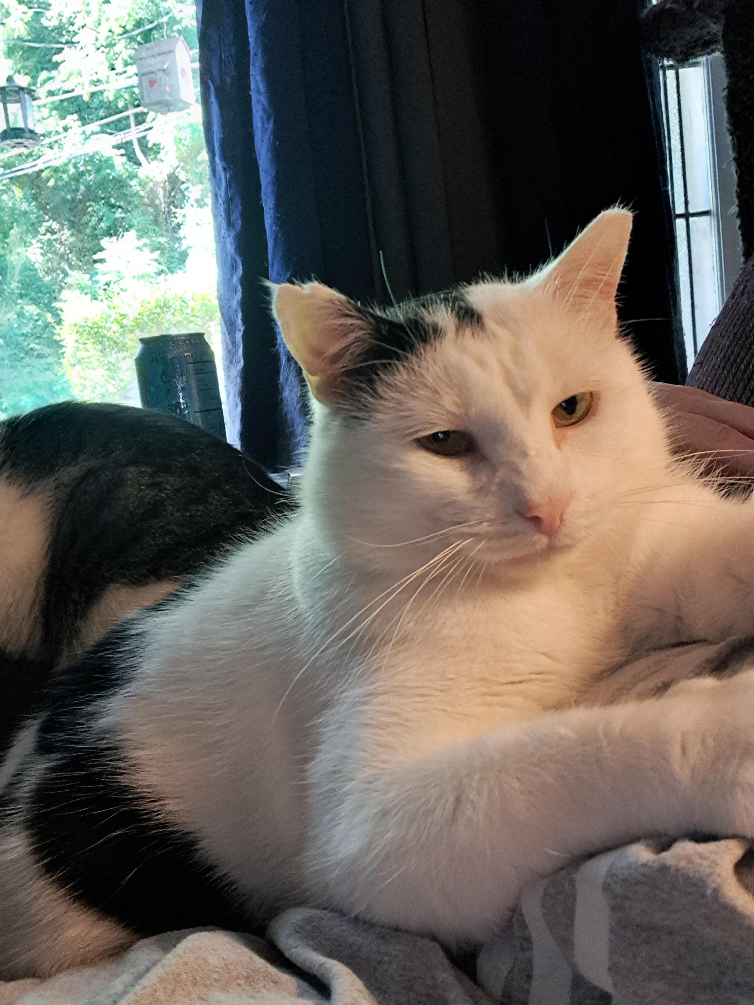 Heff, Adoptable, Adult Male Domestic Short Hair.