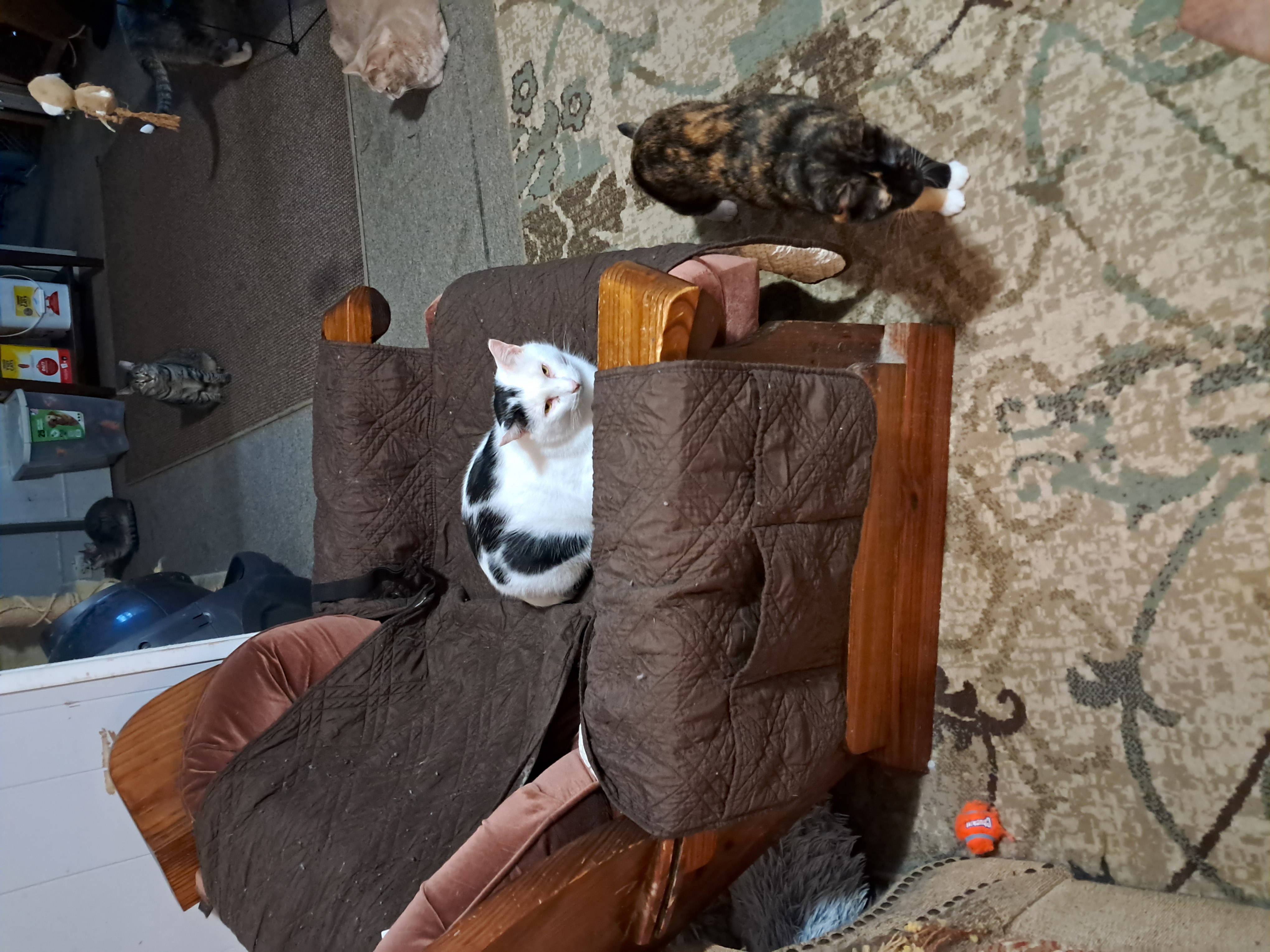 Heff, a Adoptable Domestic Short Hair in Nanticoke, PA image 4/5