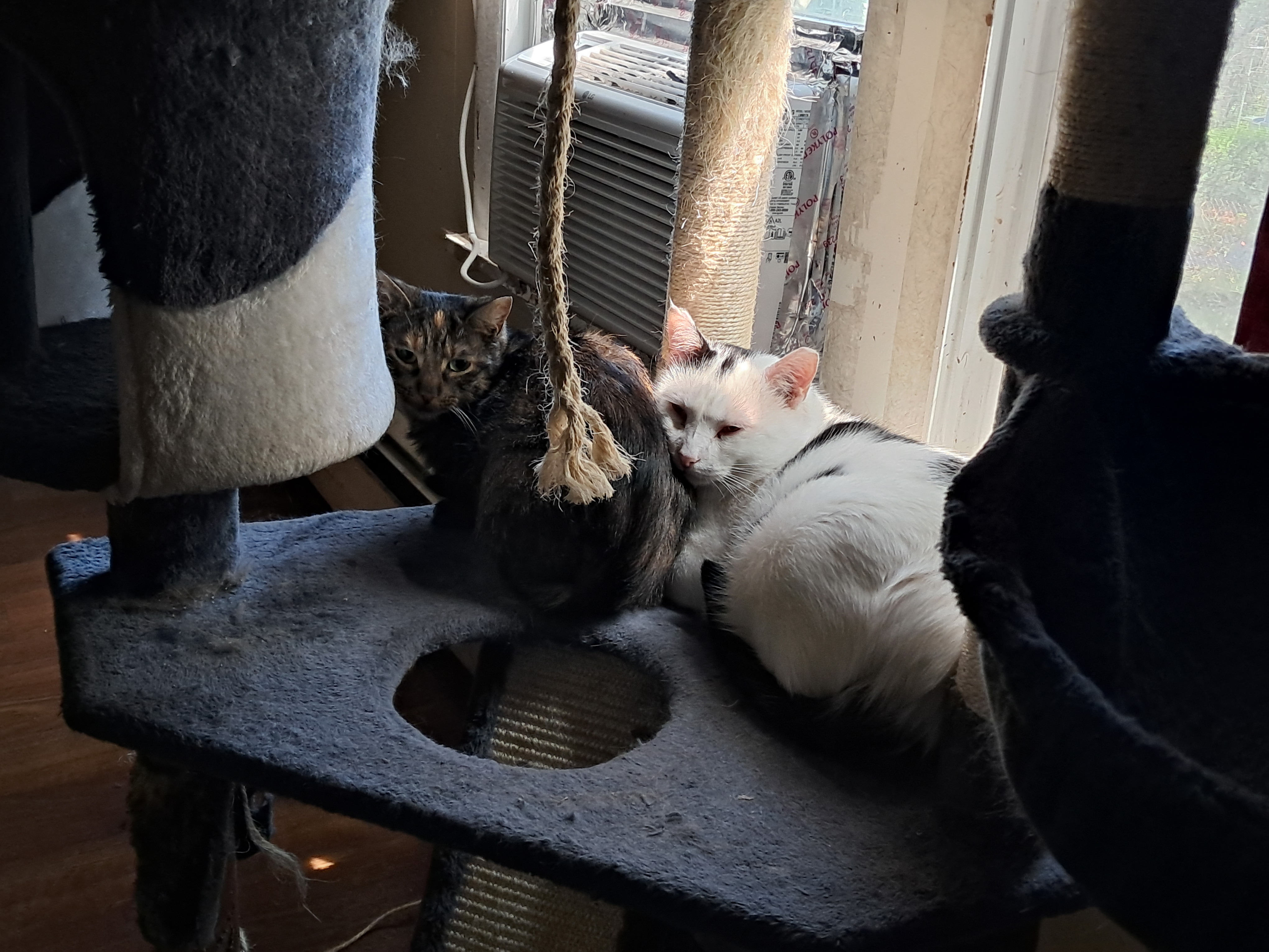 Heff, a Adoptable Domestic Short Hair in Nanticoke, PA image 5/5