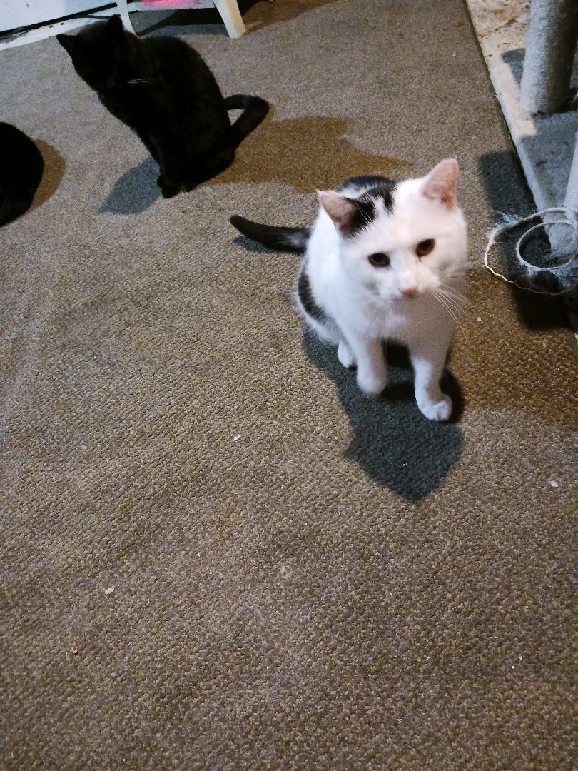 Heff, a Adoptable Domestic Short Hair in Nanticoke, PA image 2/5