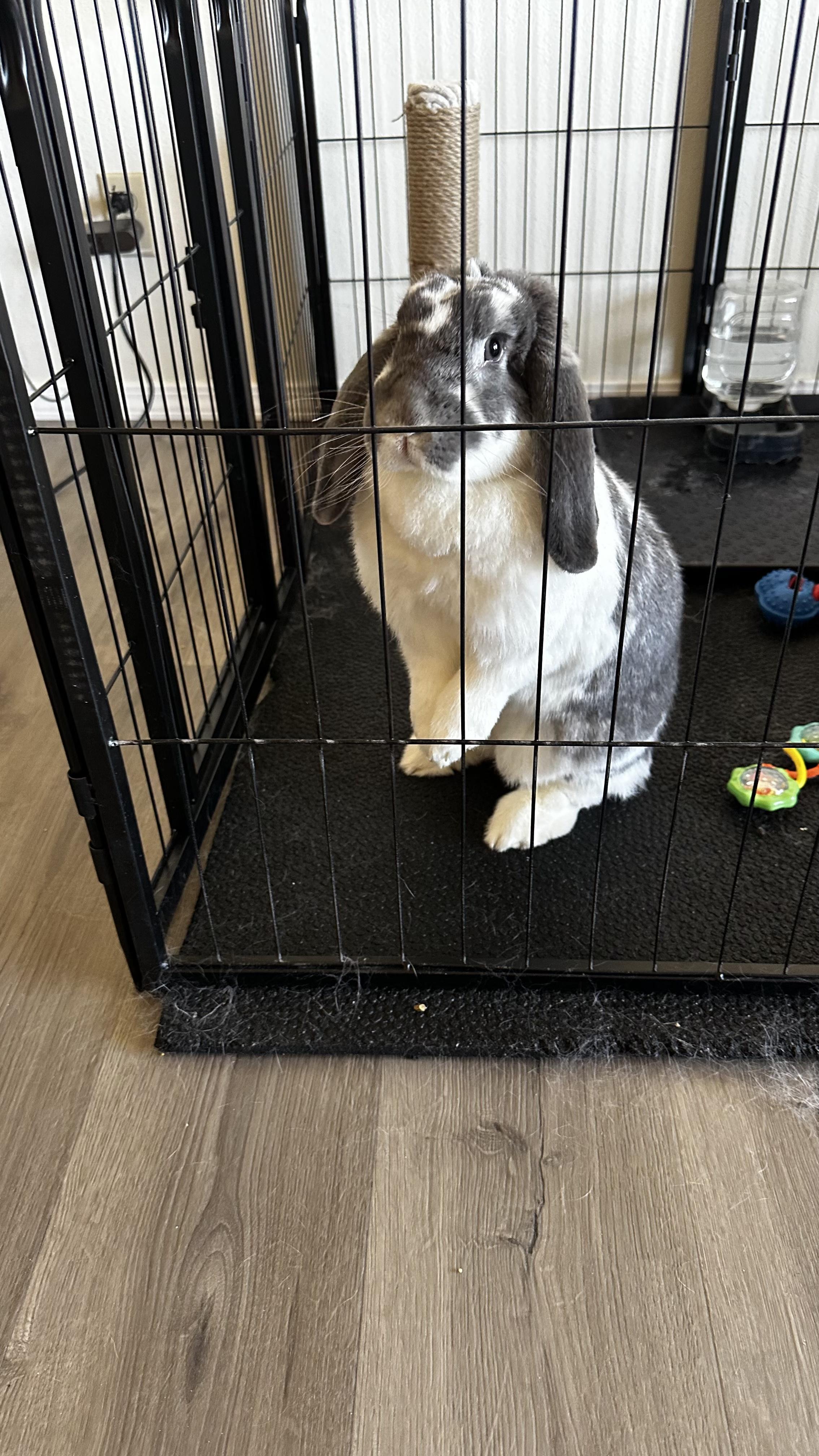 Enlarge Lola (courtesy listing), a ADOPTABLE French Lop in Albuquerque, NM image 2/3